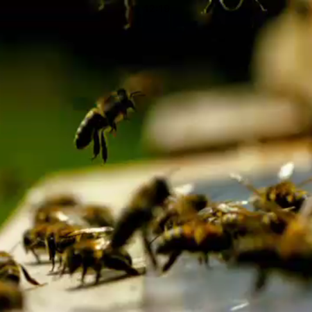 Andel i biodling - honungsskörd 2024