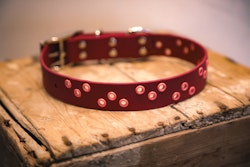 Nutti - fast hundhalsband i Biothane®