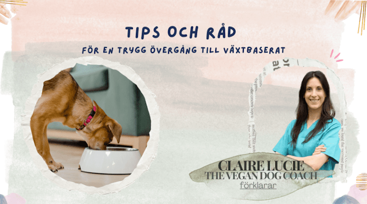 Växtbaserad kost för hundar – Guide till en lyckad övergång och misstag att undvika