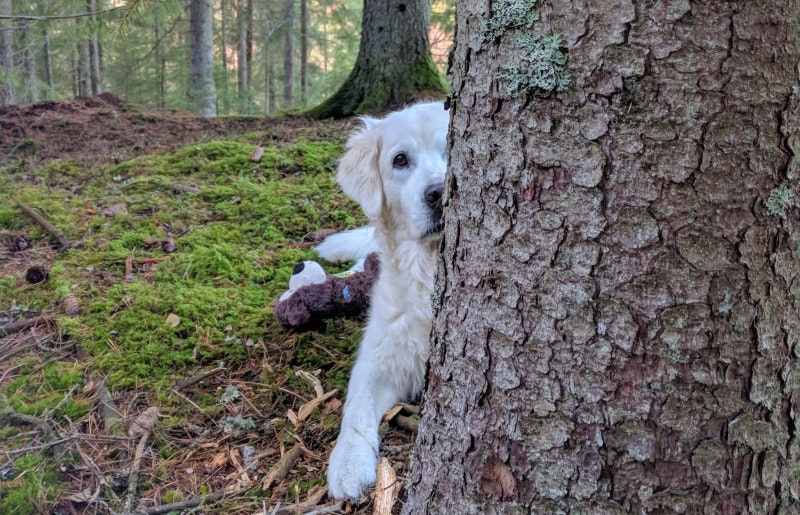 Luna 10år