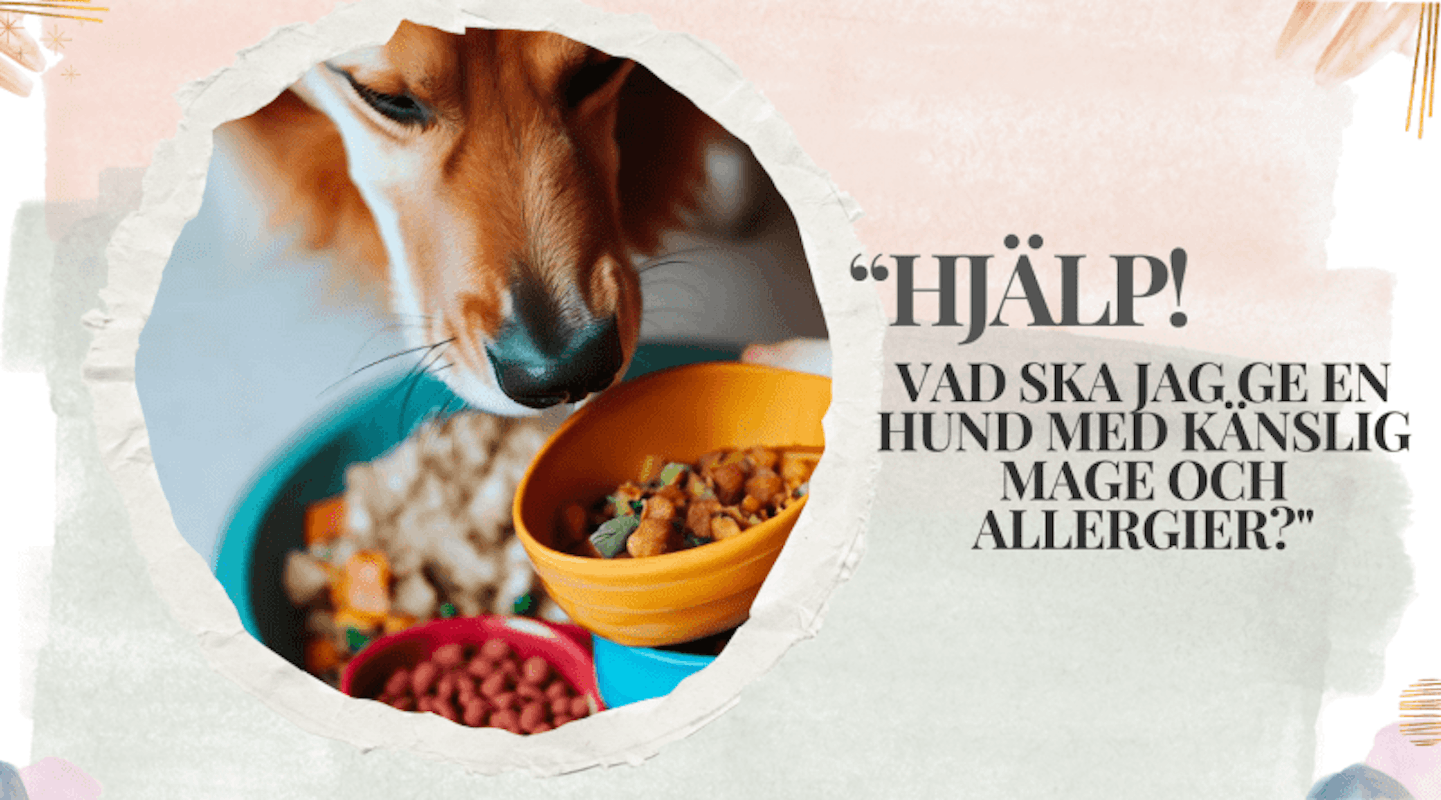 Bästa maten för hundar med känslig mage och allergie