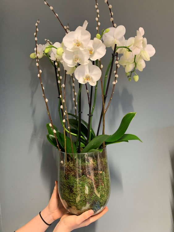 Plantering - Vit orkidé