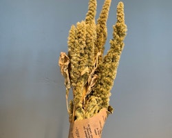 Torkat Amaranthus - Naturgrön