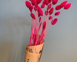 Torkat Phalaris - Cerise rosa