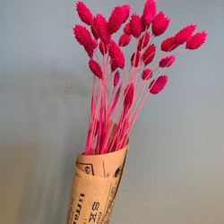 Torkat Phalaris - Cerise rosa