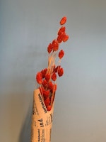 Torkat Phalaris - Mörk orange