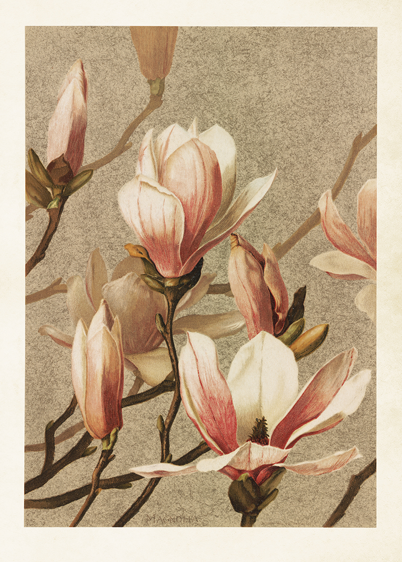 Sköna Ting - Poster - Magnolia - 50x70