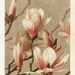 Sköna Ting - Poster - Magnolia - 50x70