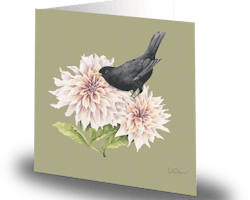 Cards by Jojo - Garden Blackbird - Stort kort