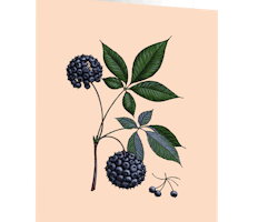 Cards by Jojo - Siberian Ginseng - Medium kort