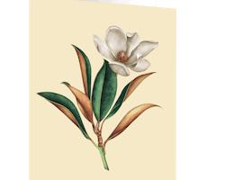 Cards by Jojo - Magnolia - Medium kort