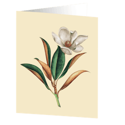 Cards by Jojo - Magnolia - Medium kort