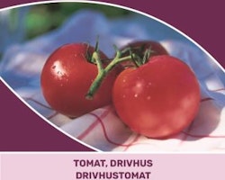 Tomat, Drivhus - Harzfeurer F1