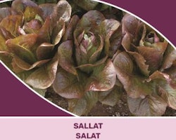 Sallat - Rouge d´hiver