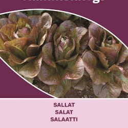 Sallat - Rouge d´hiver