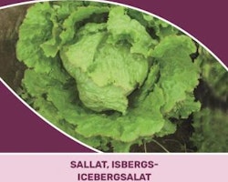 Sallat, Isbergs- - Great Lakes