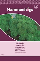 Grönkål - Brassica Oleracea