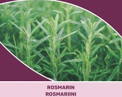 Rosmarin - Rosmarinus offcinallis