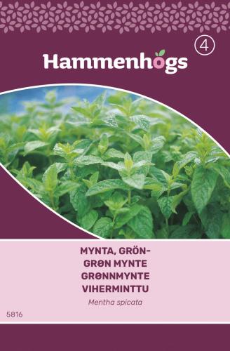 Mynta, Grön- - Mentha spicata