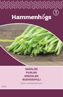 Gräslök - Allium schoenoprasum