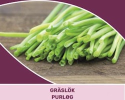 Gräslök - Allium schoenoprasum