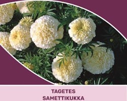Tagetes - Africana Marigold Snowdrift