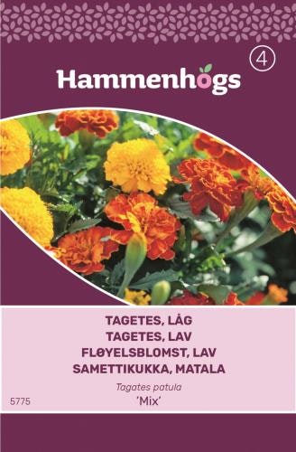 Tagetes, låg - Mix