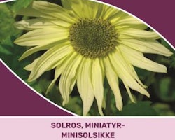 Solros, Miniaty- - Italian Green Heart