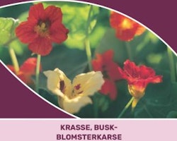 Krasse, Busk- - Jewel Mix