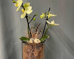 Påsk dekoration - Orkidé