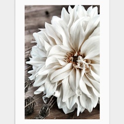 White flower poster