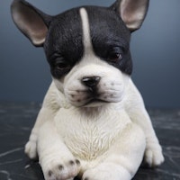 Sitting puppy - Fralla
