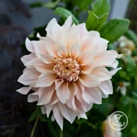Dahlia ’Café au Lait’