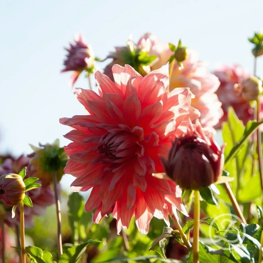 Dahlia ’Penhill Watermelon’