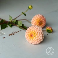 Dahlia ’Linda’s Baby’