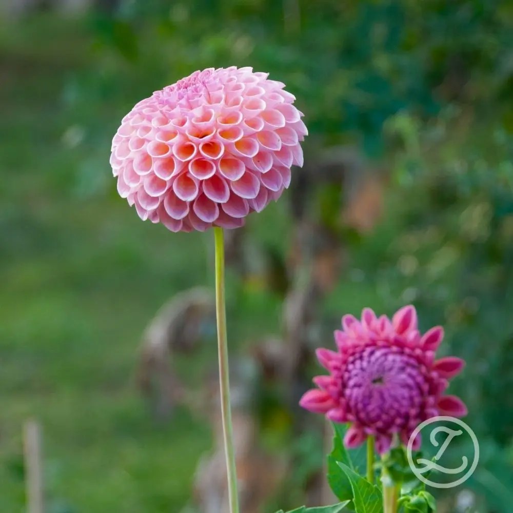 Dahlia ’Jowey Winnie’