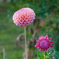 Dahlia ’Jowey Winnie’