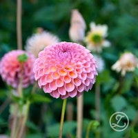 Dahlia ’Jowey Winnie’