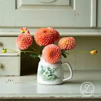 Dahlia ’Coral Charm’