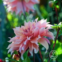 Dahlia ’Labyrinth’