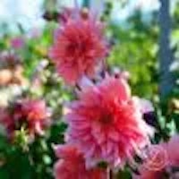 Dahlia ’Labyrinth’