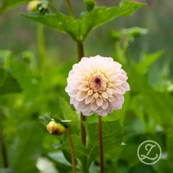 Dahlia ’Wine Eyed Jill’
