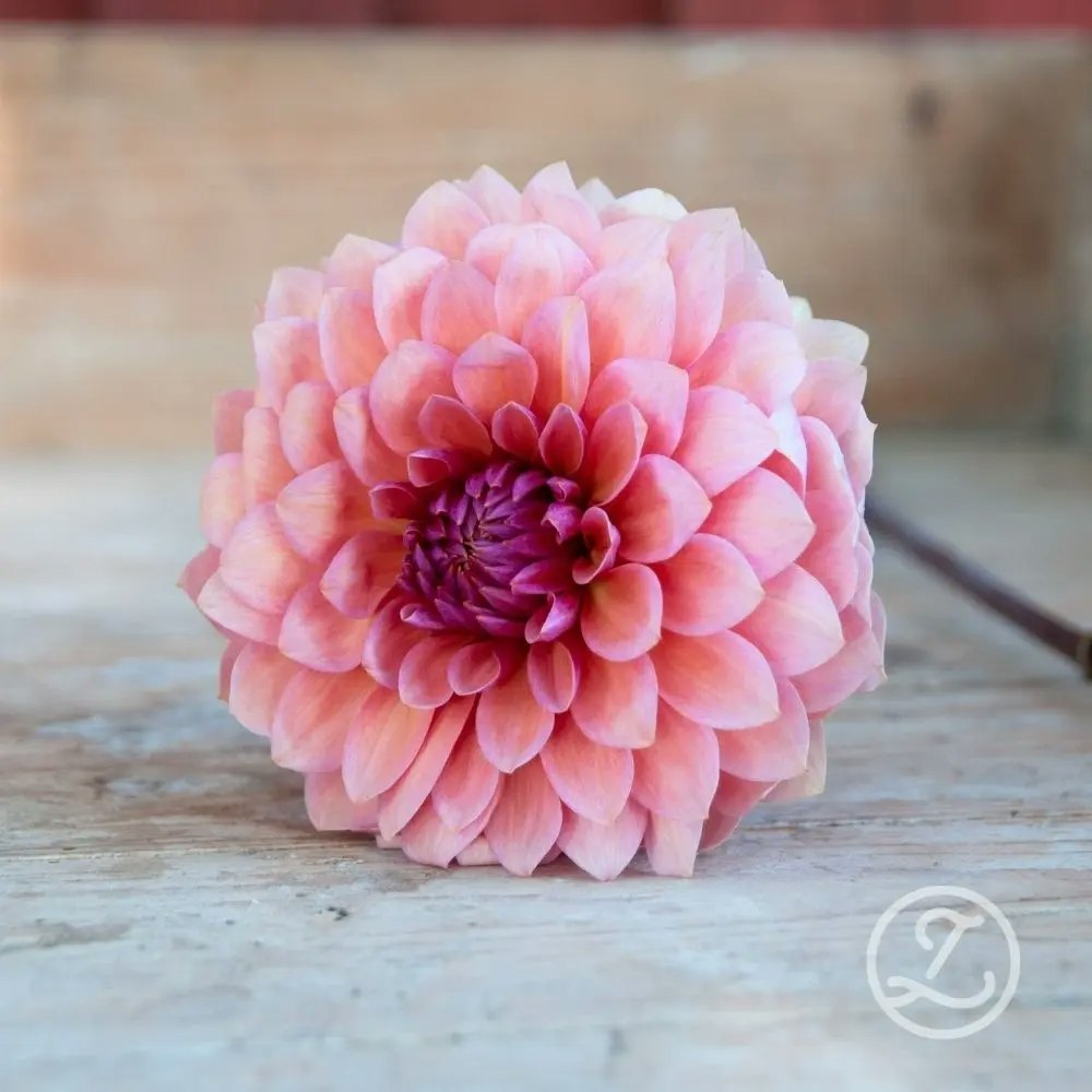 Dahlia ’Sweet Sanne’