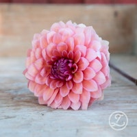 Dahlia ’Sweet Sanne’