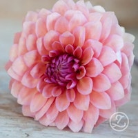 Dahlia ’Sweet Sanne’