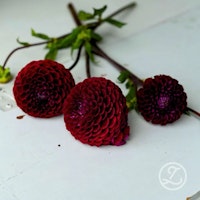 Dahlia ’Dark Spirit’