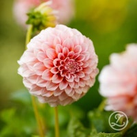 Dahlia ’Peaches’
