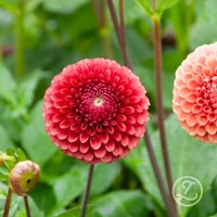 Dahlia ’Copper Boy’