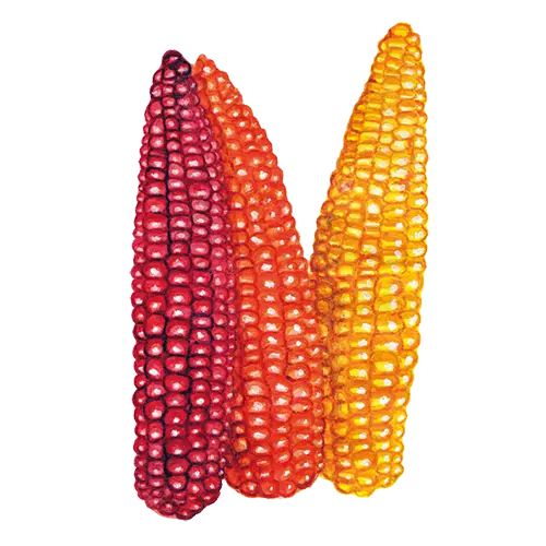 Cascade Ruby Gold