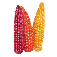 Cascade Ruby Gold